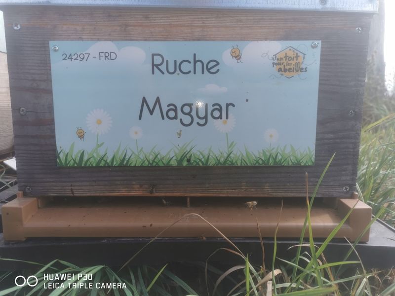 La ruche Magyar