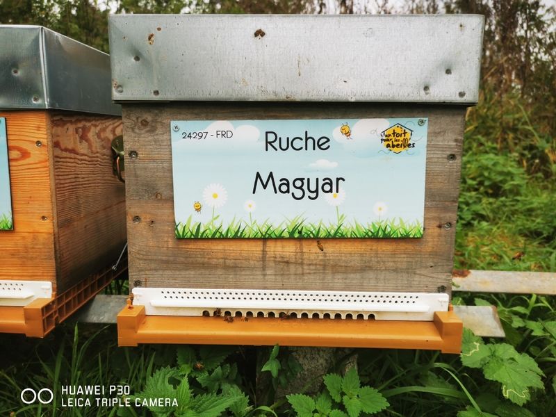 La ruche Magyar