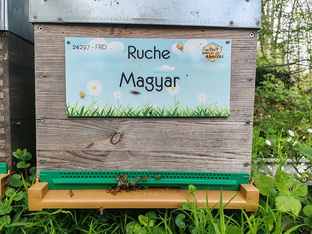 La ruche Magyar