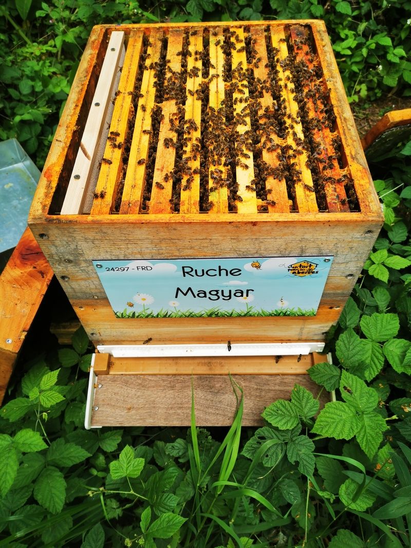 La ruche Magyar