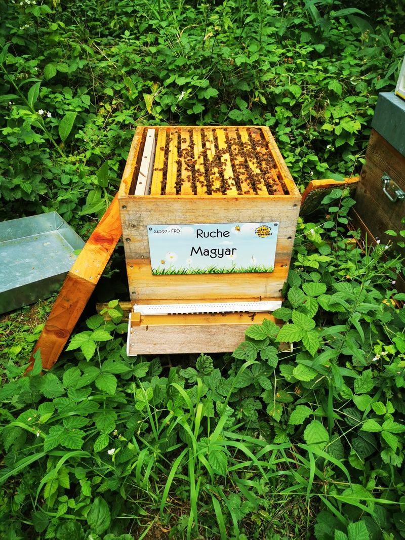 La ruche Magyar