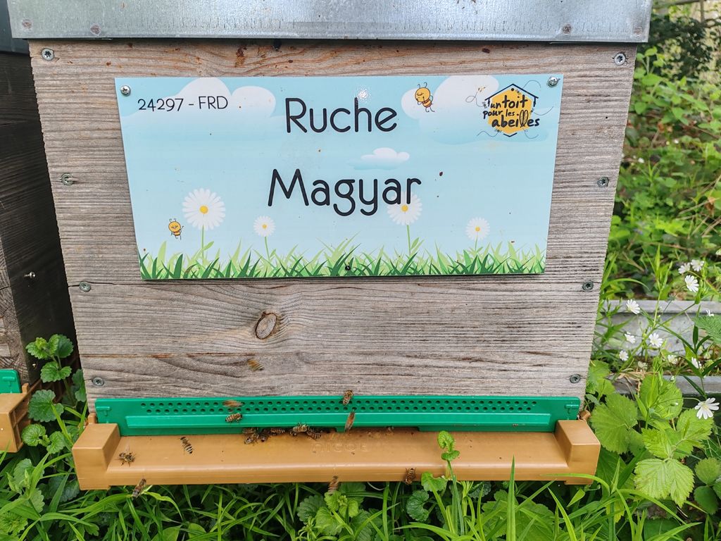 La ruche Magyar