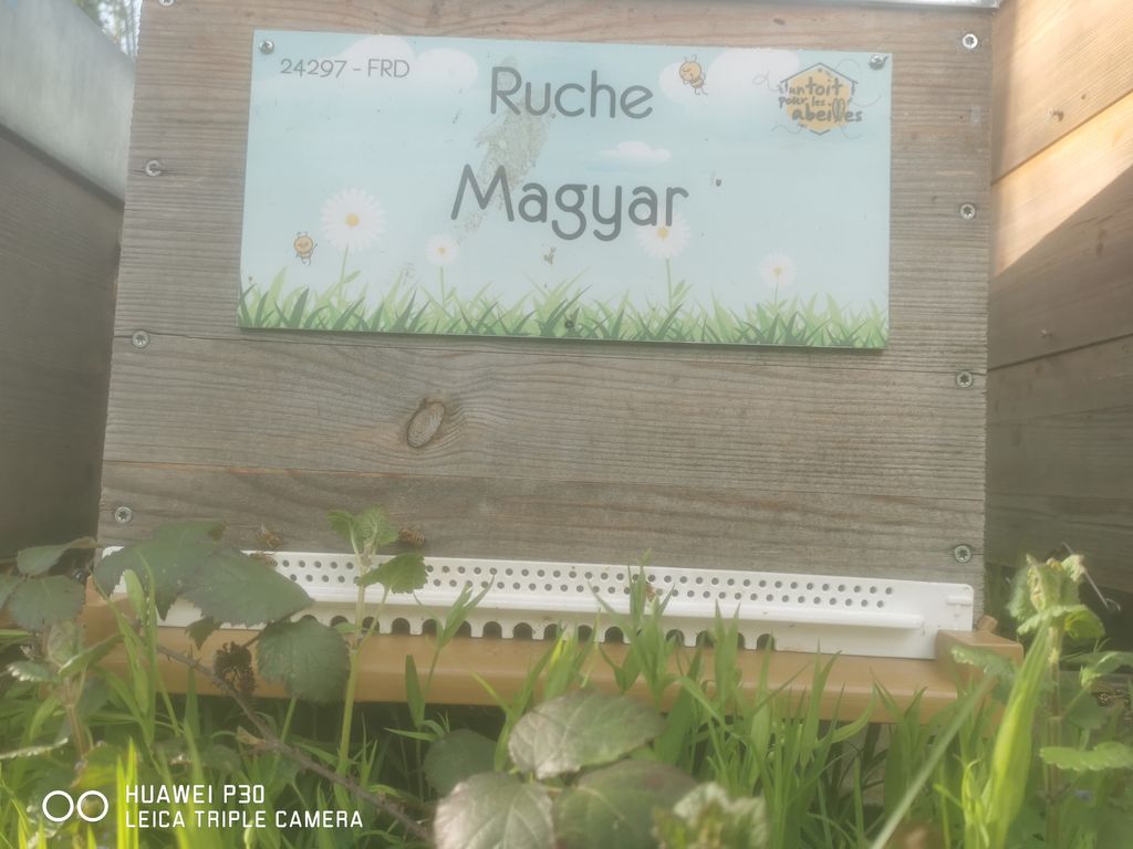 La ruche Magyar