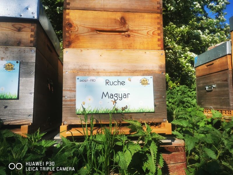 La ruche Magyar