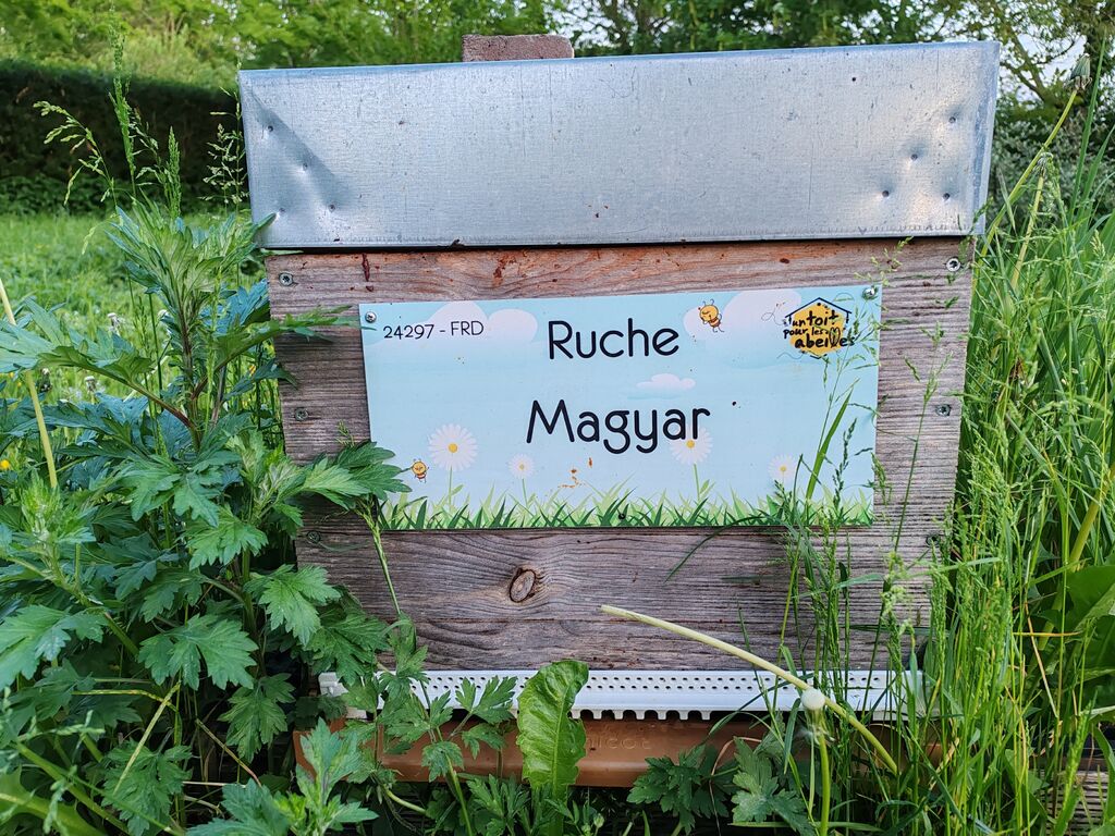 La ruche Magyar