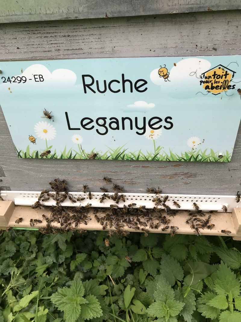 La ruche Leganyes