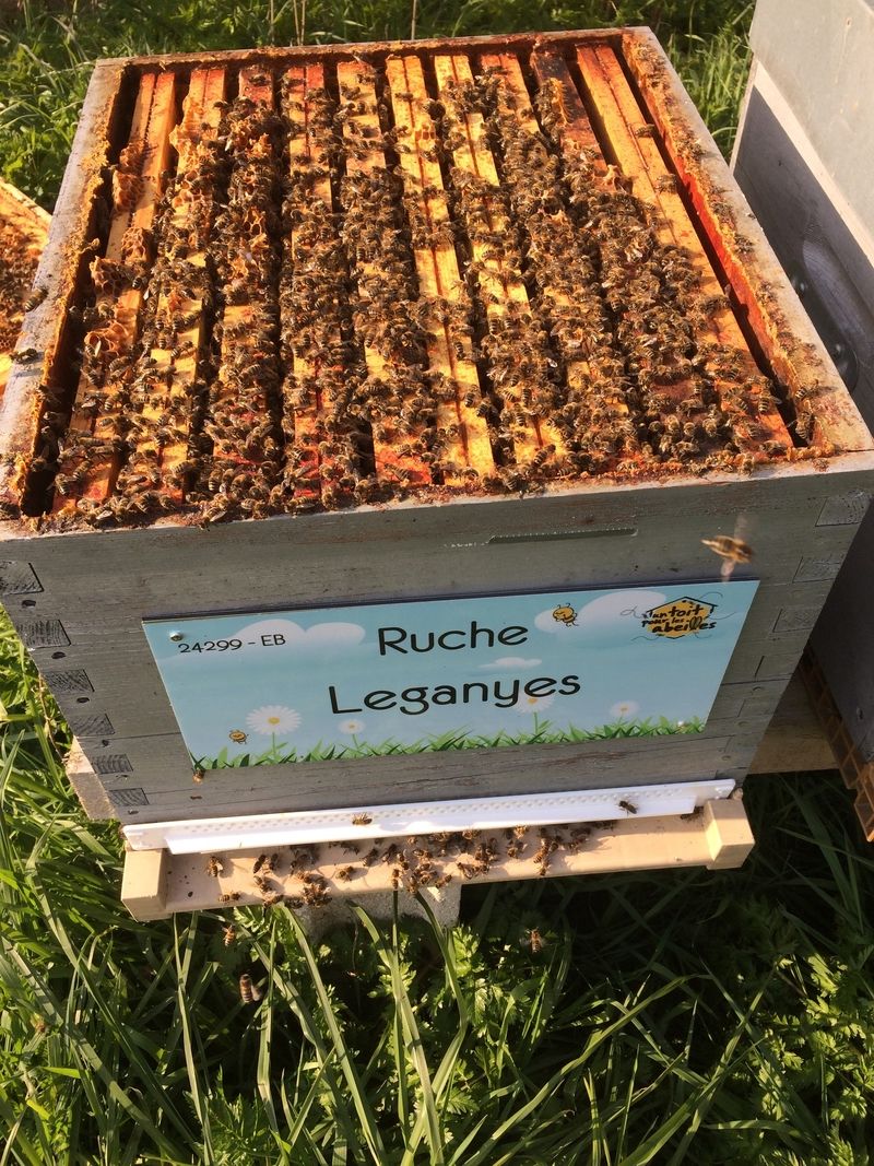La ruche Leganyes