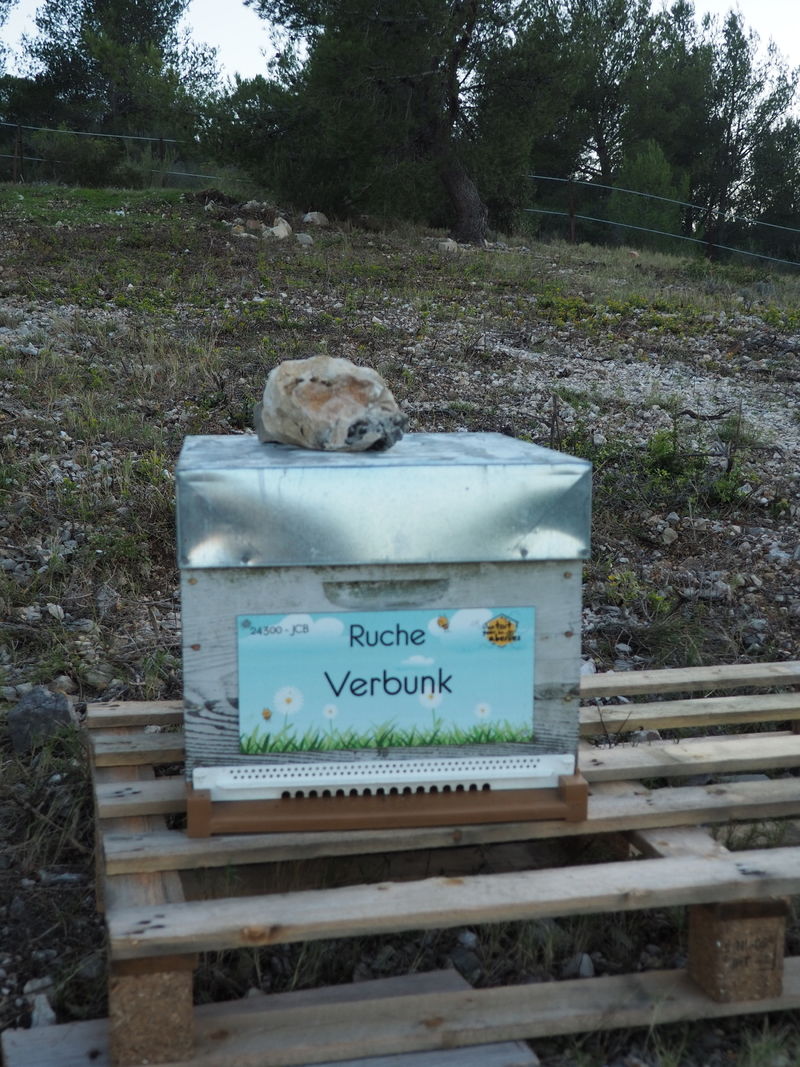 La ruche Verbunk