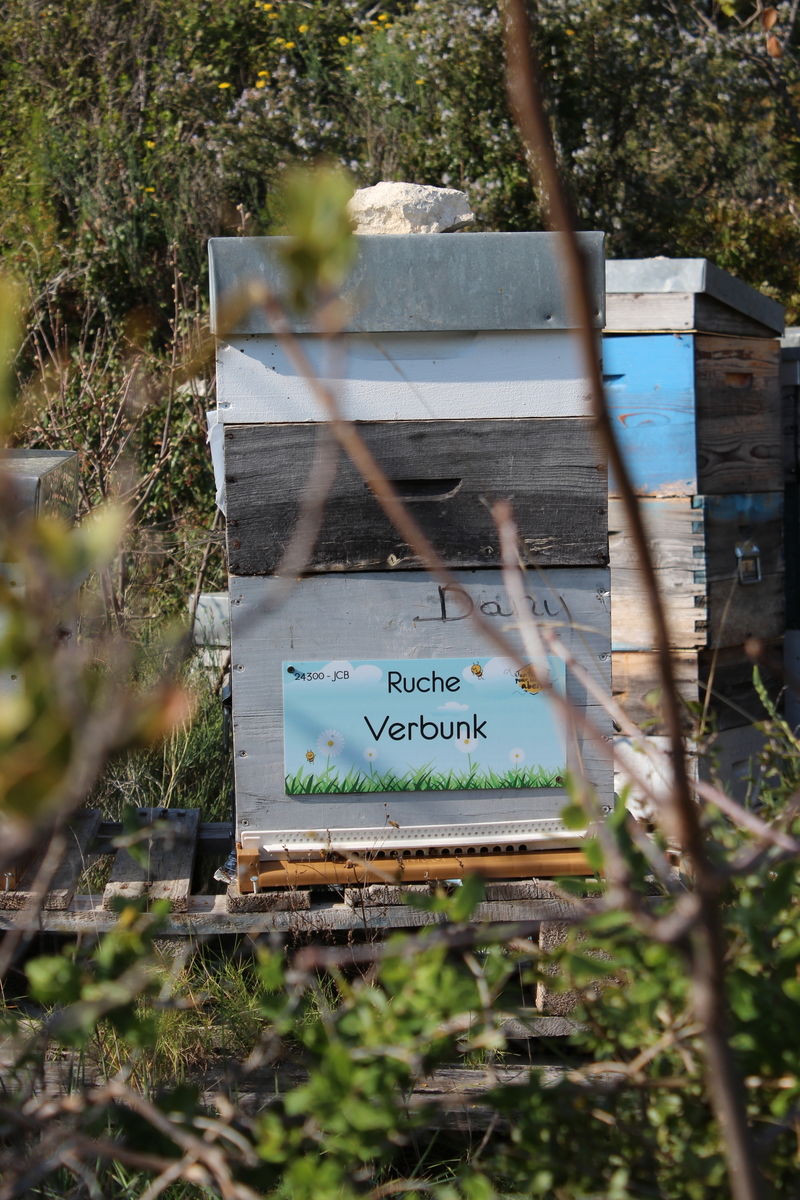 La ruche Verbunk