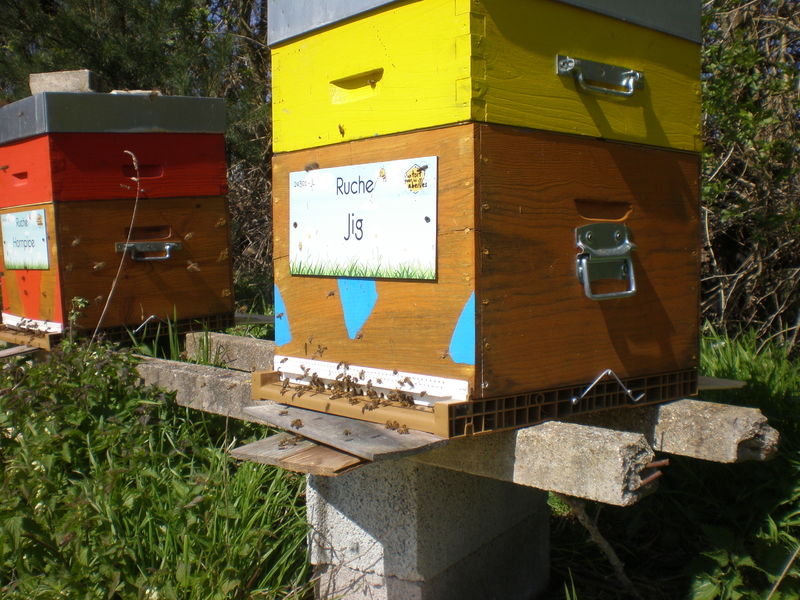 La ruche Jig