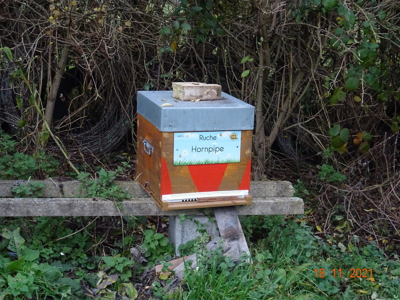 La ruche Hornpipe