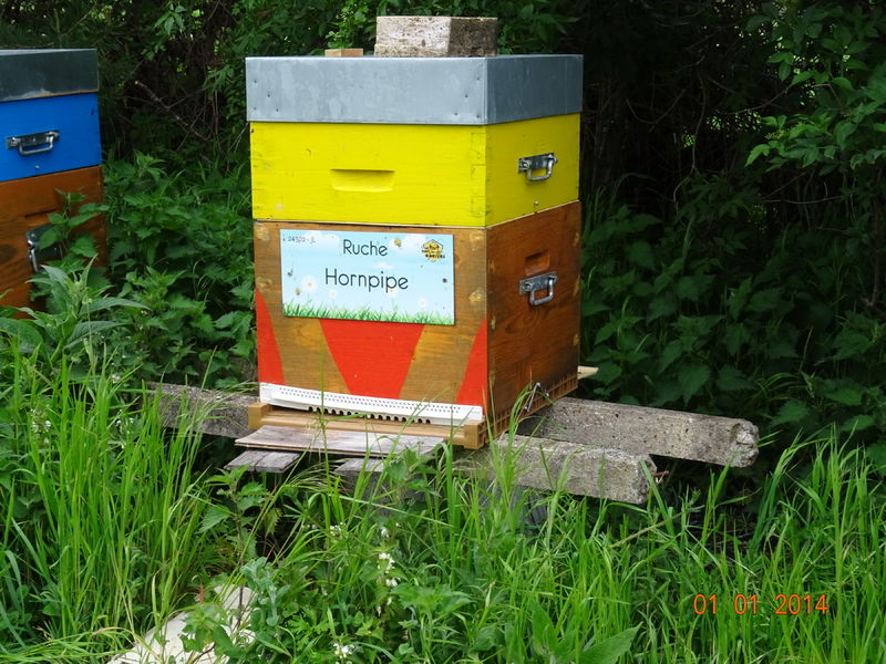 La ruche Hornpipe
