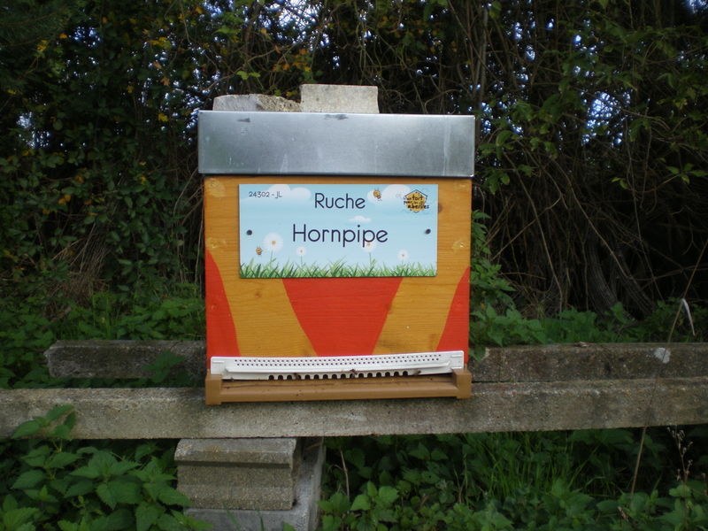 La ruche Hornpipe