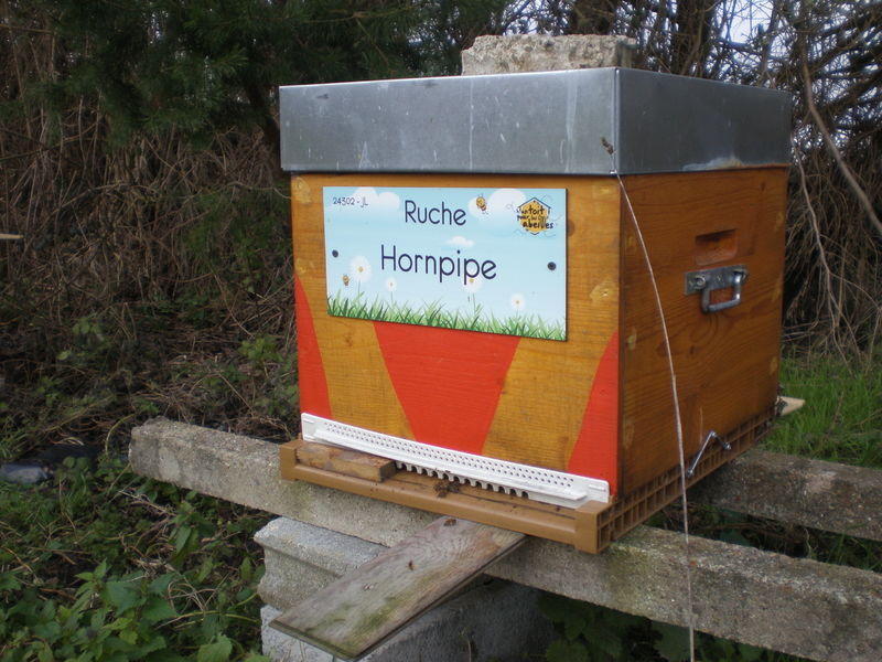 La ruche Hornpipe