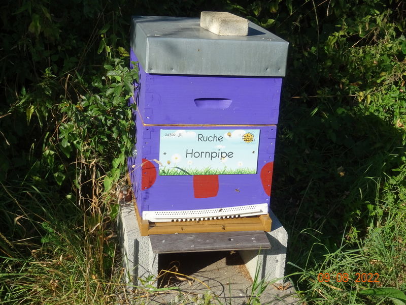 La ruche Hornpipe