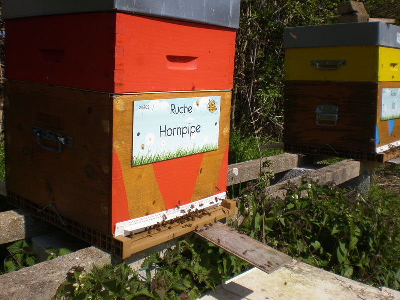 La ruche Hornpipe