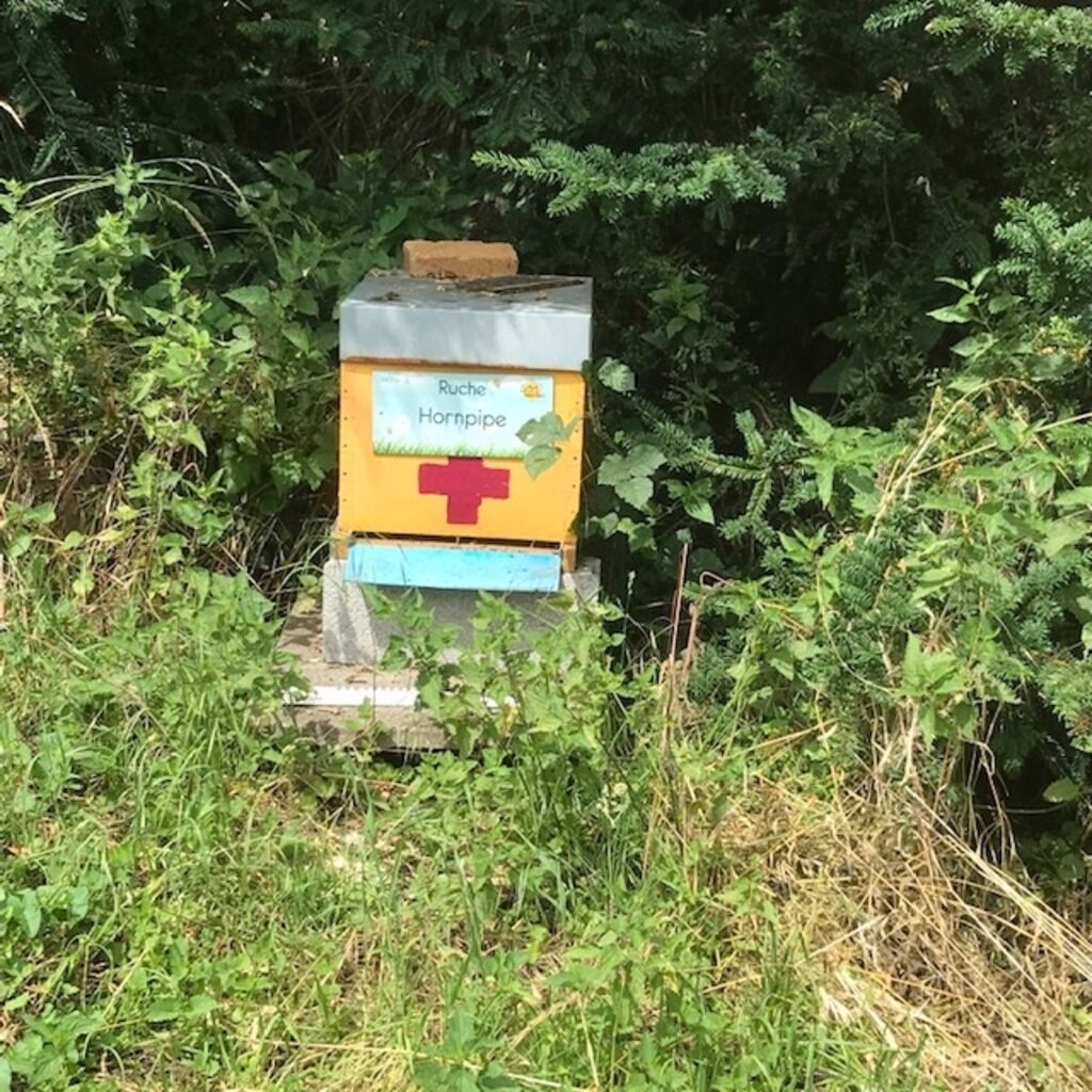 La ruche Hornpipe