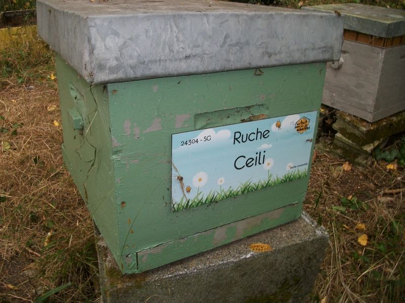 La ruche Ceili