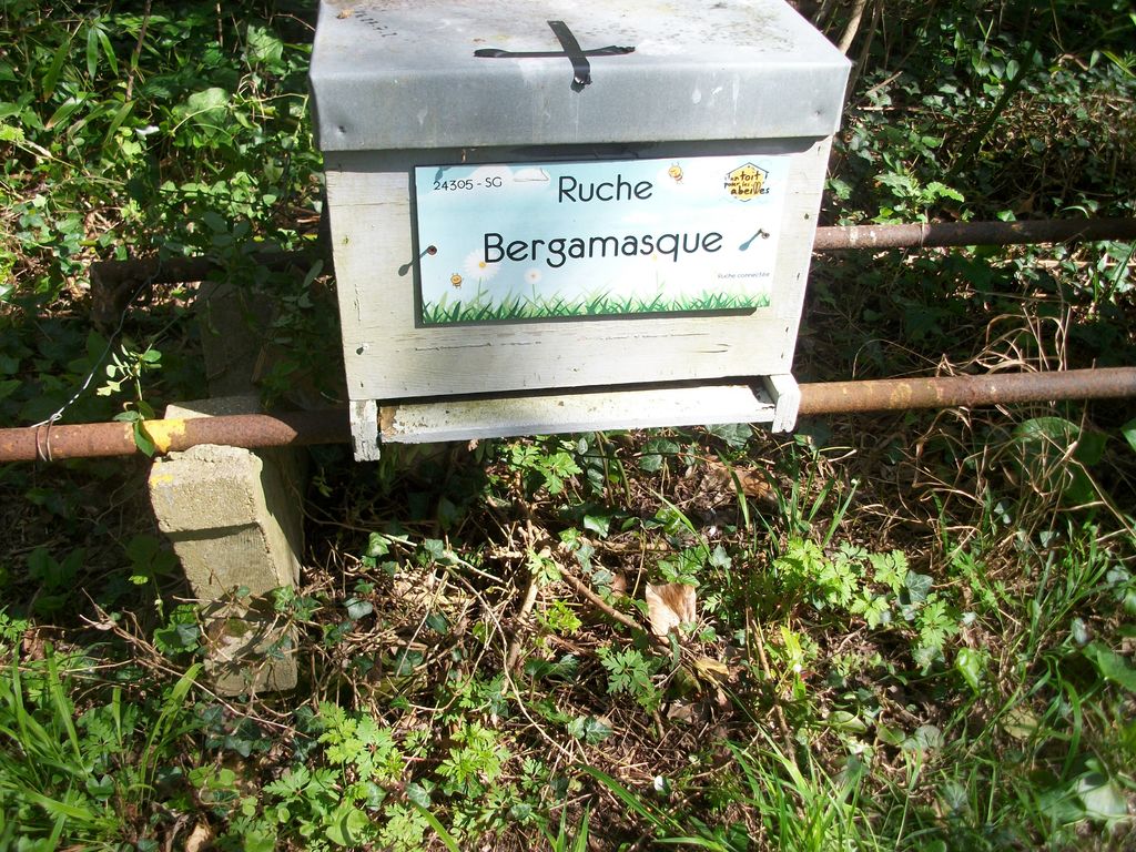 La ruche Bergamasque