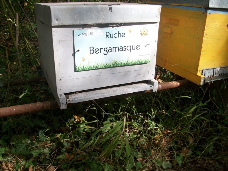 La ruche Bergamasque