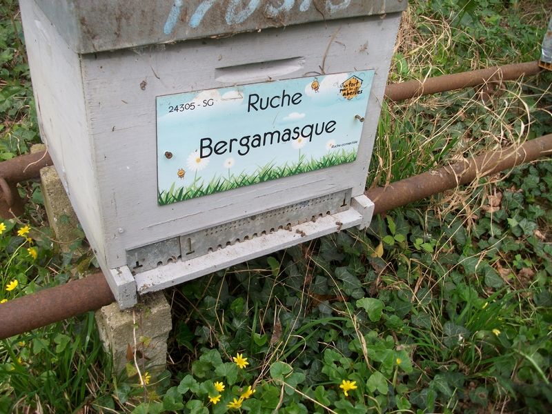 La ruche Bergamasque