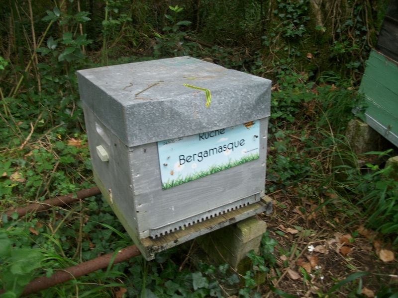 La ruche Bergamasque