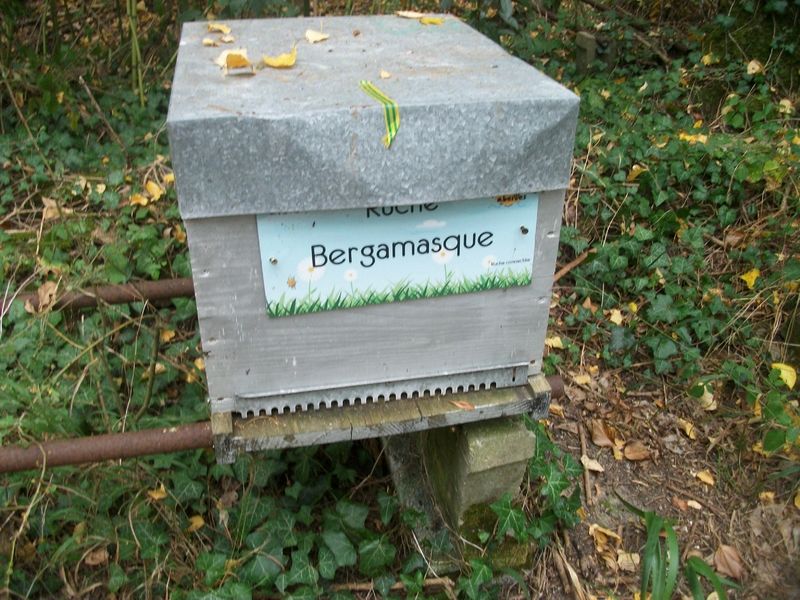 La ruche Bergamasque
