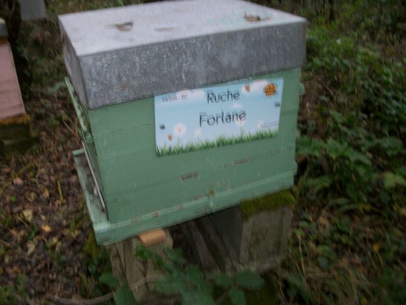 La ruche Forlane