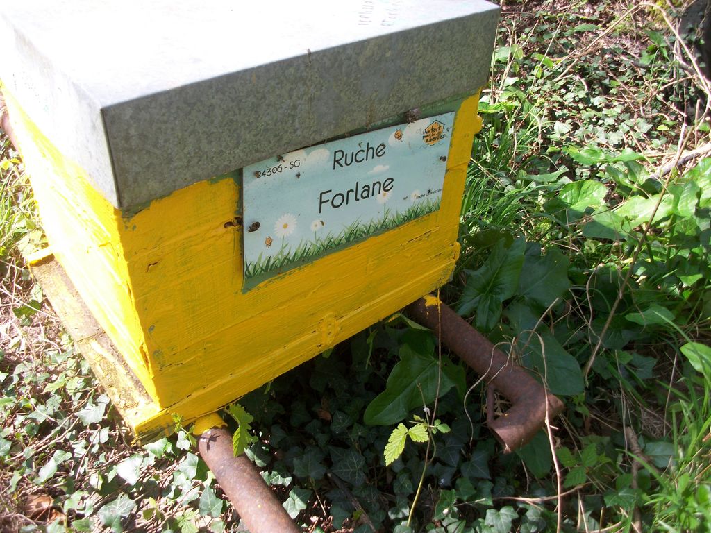 La ruche Forlane