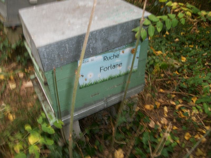 La ruche Forlane
