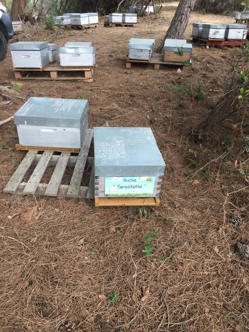 La ruche Tarentelle