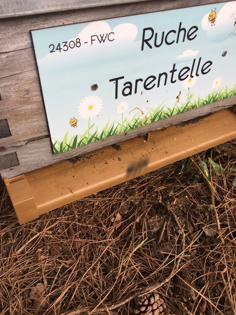 La ruche Tarentelle