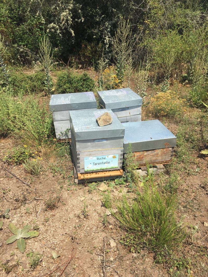 La ruche Tarentelle