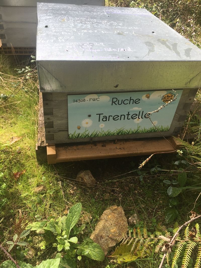La ruche Tarentelle