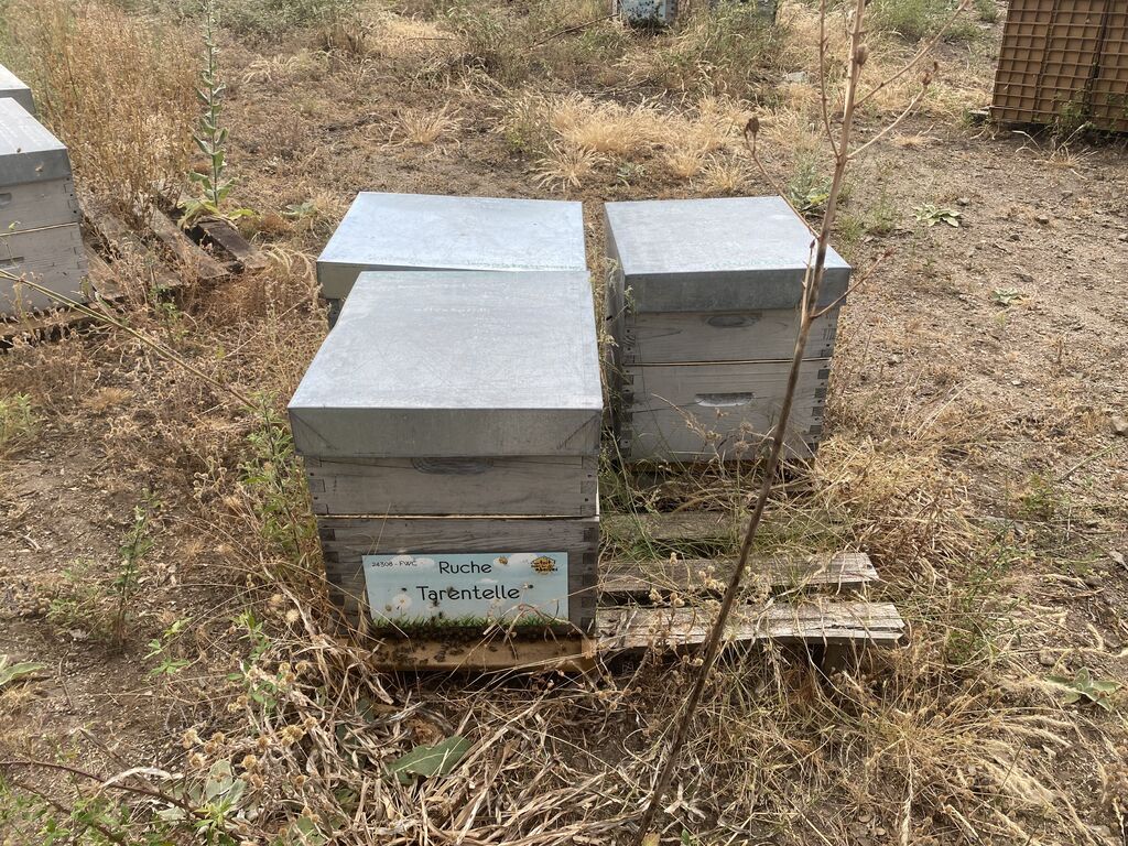La ruche Tarentelle