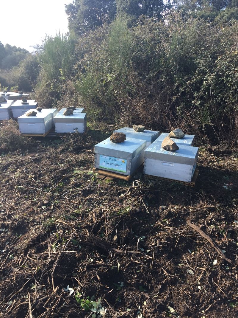 La ruche Tarentelle