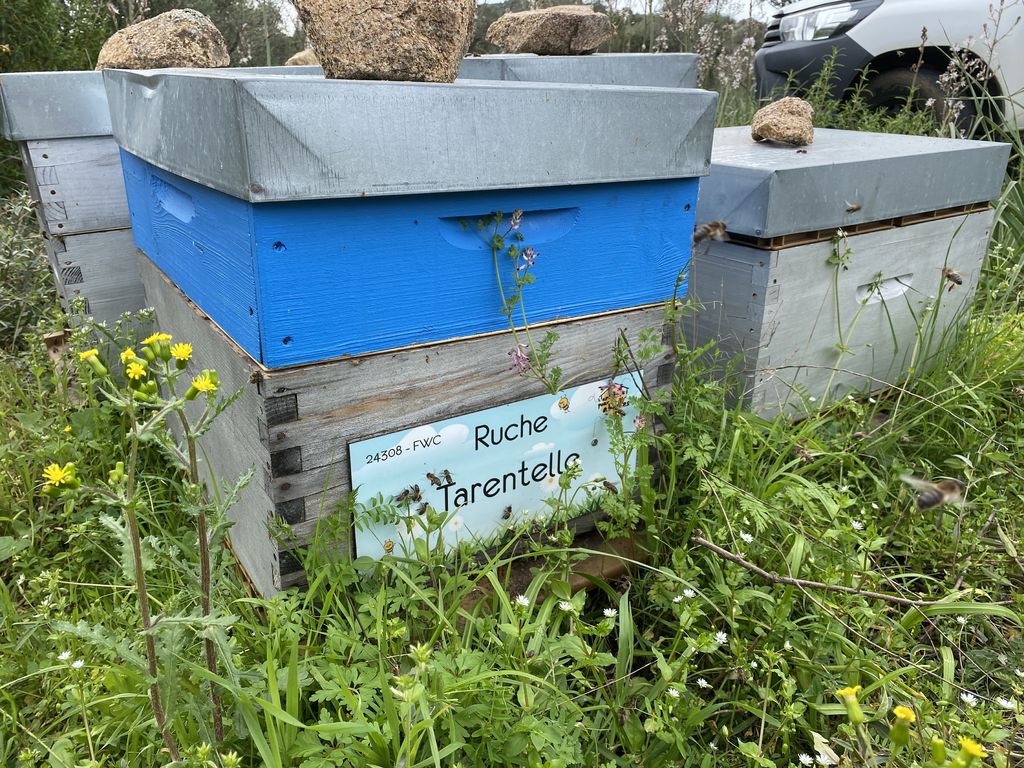 La ruche Tarentelle