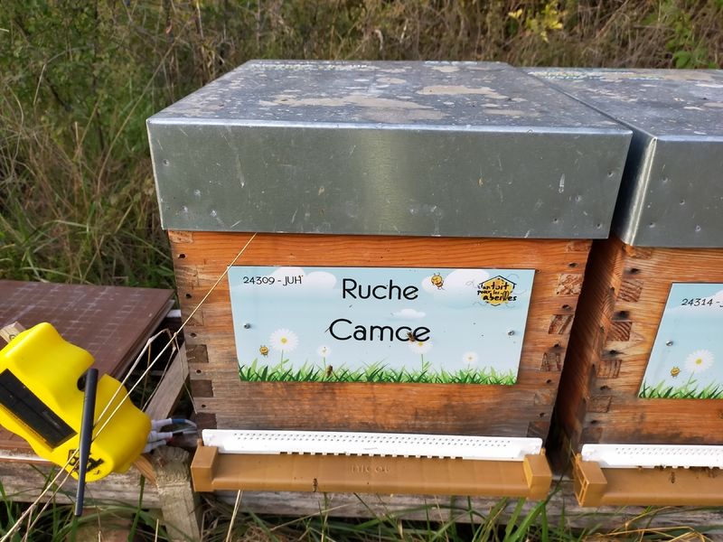 La ruche Camce