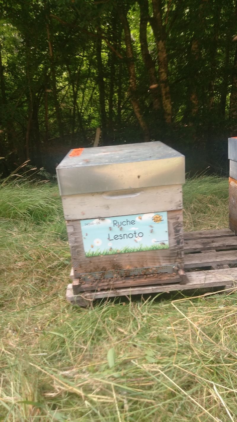 La ruche Lesnoto