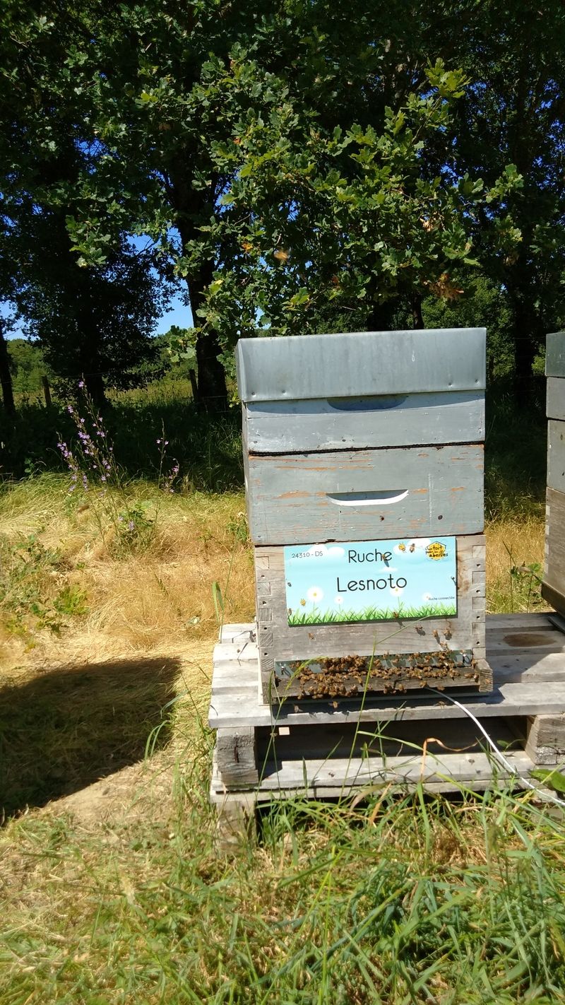 La ruche Lesnoto