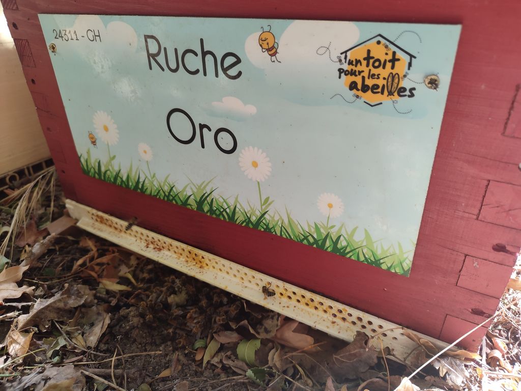 La ruche Oro