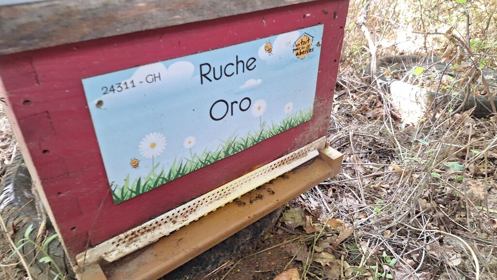 La ruche Oro
