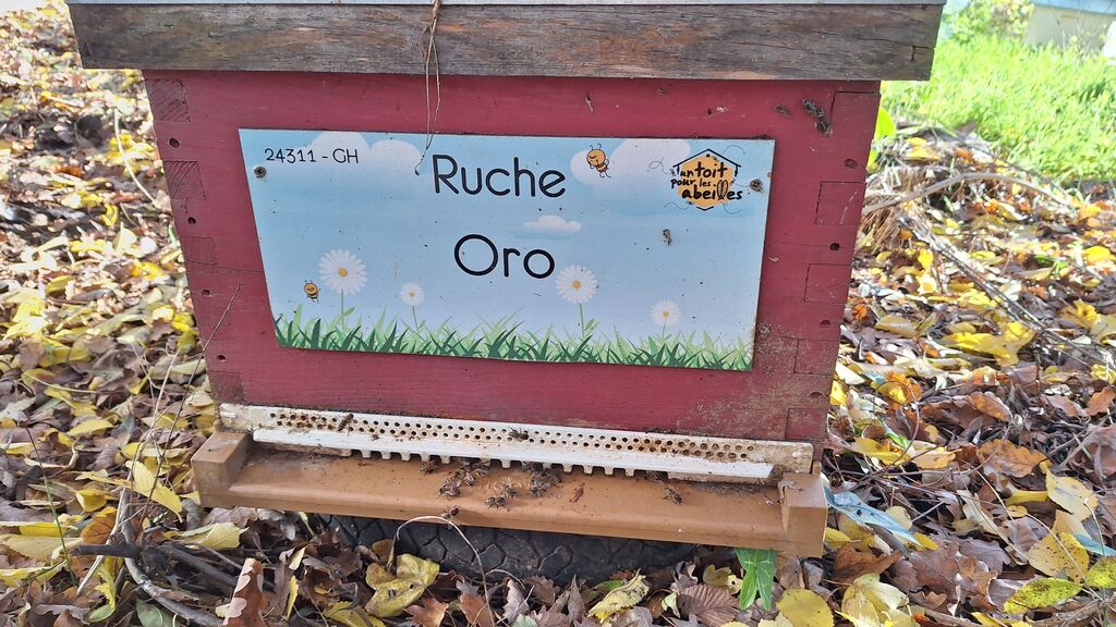 La ruche Oro