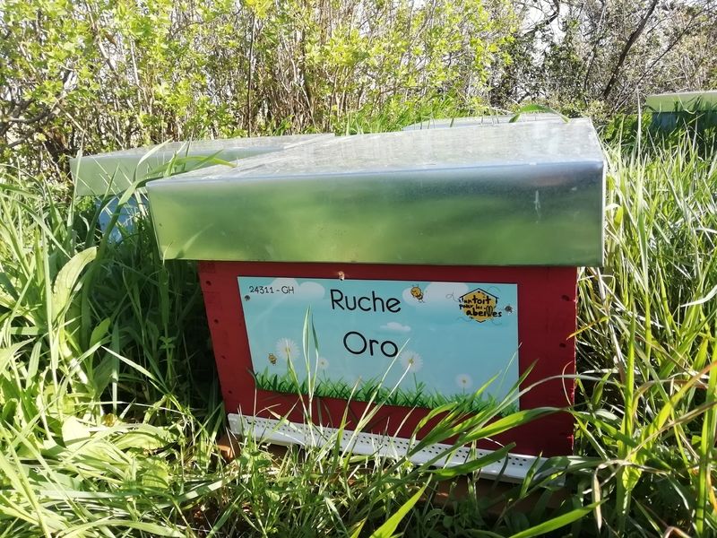 La ruche Oro