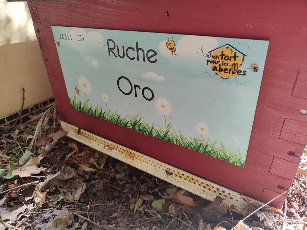 La ruche Oro
