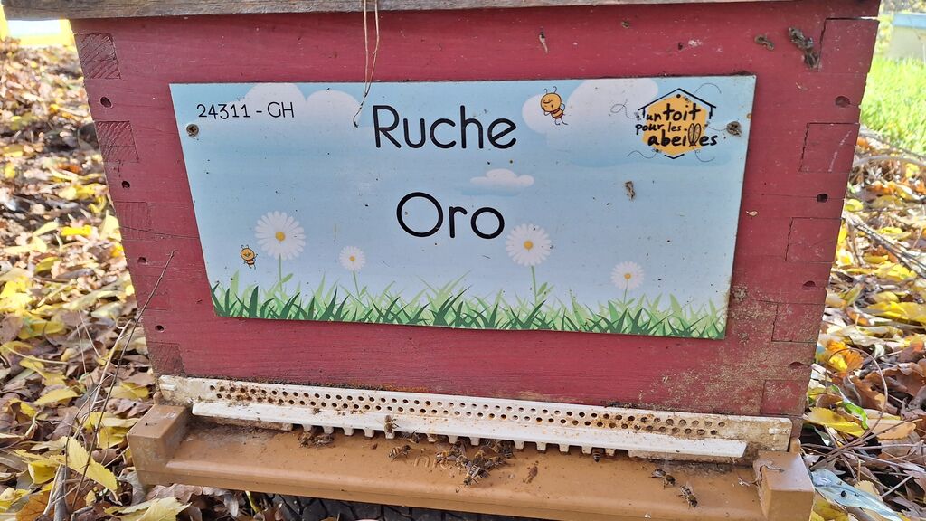 La ruche Oro