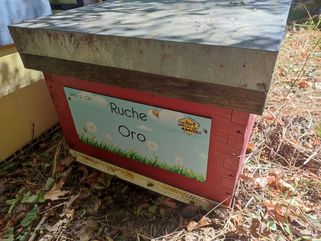 La ruche Oro