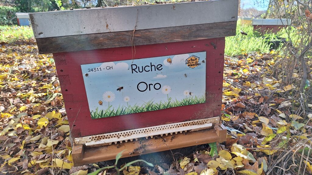 La ruche Oro