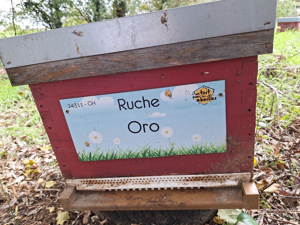 La ruche Oro
