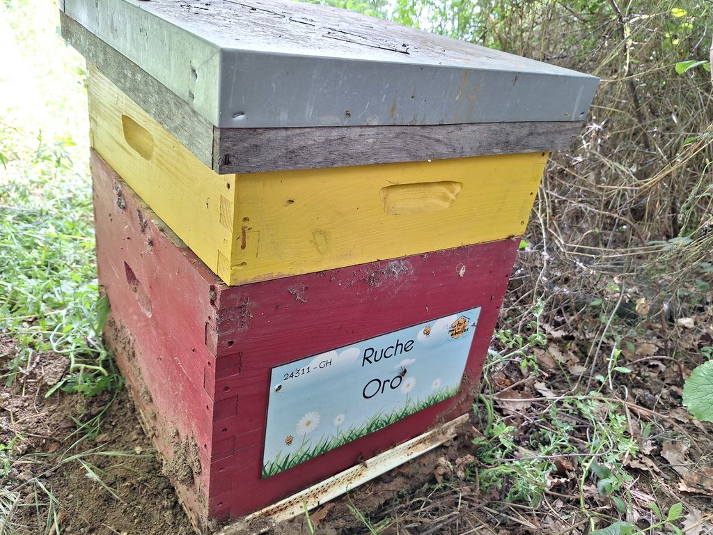 La ruche Oro